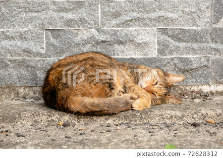 stray tabby cat 72628312