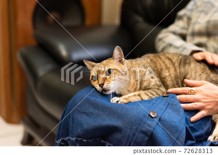 woman hold his cat on his thighs woman hold his cat on his thighs 72628313