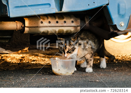stray cat eat food 72628314