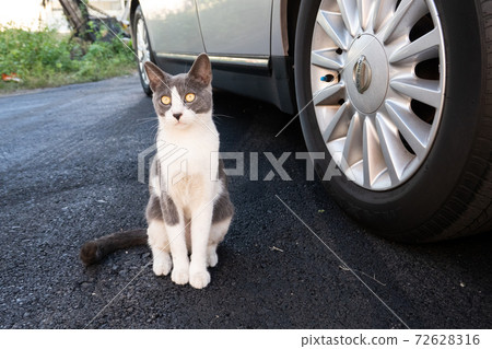 funny domestic black and white cat funny domestic black and white cat 72628316