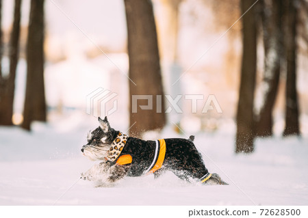 Miniature Schnauzer Dog Or Zwergschnauzer In Outfit Playing Fast Running In Snow Snowdrift At Winter Day 72628500