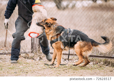 German Shepherd Dog training. Biting dog. German Shepherd Dog training. Biting dog. 72628517