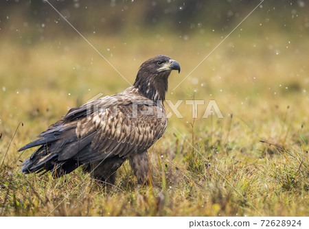 White tailed Eagle (Haliaeetus albicilla) 72628924
