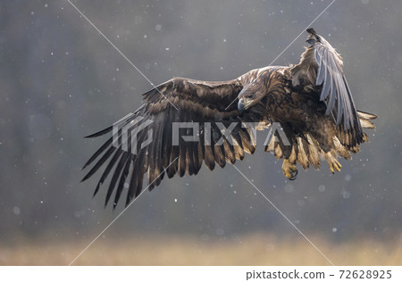 White tailed Eagle (Haliaeetus albicilla) 72628925