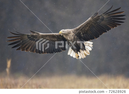 White tailed Eagle (Haliaeetus albicilla) 72628926