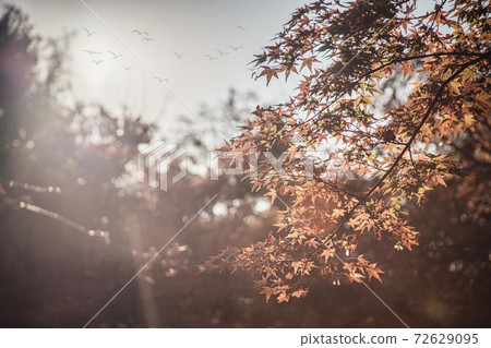 Autumn leaves garden, 30th Garden, Unzen City, Nagasaki Prefecture Autumn leaves garden, 30th Garden, Unzen City, Nagasaki Prefecture 72629095