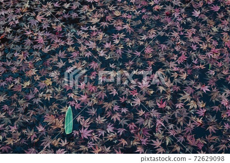 Autumn leaves garden, 30th Garden, Unzen City, Nagasaki Prefecture Autumn leaves garden, 30th Garden, Unzen City, Nagasaki Prefecture 72629098