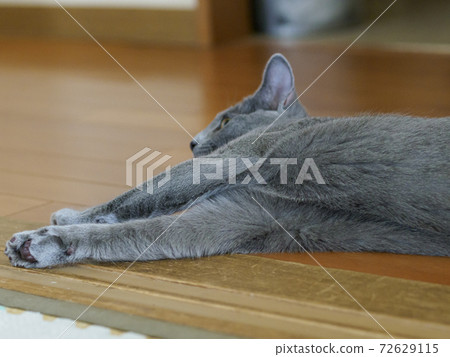 Kitten relaxing on the wooden floor Stretching its front legs 72629115