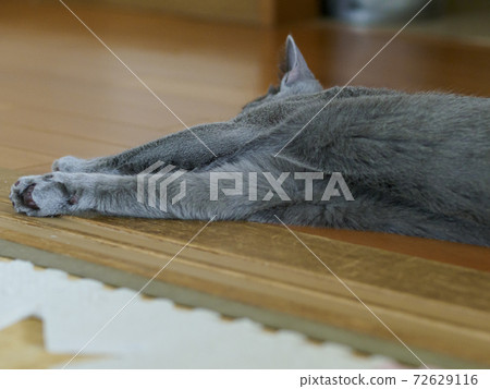 A kitten relaxing on the floor and throwing out his front legs 72629116
