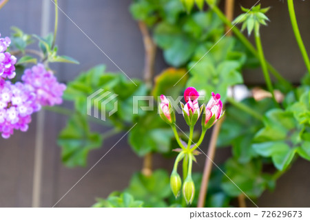 Pink and white buds of ivy geranium 72629673