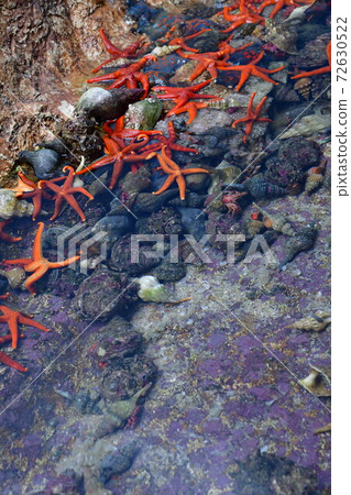 野島水族館接觸池(石川縣) 野島水族館接觸池(石川縣) 72630522