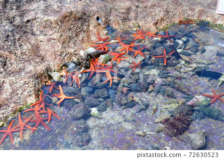 Notojima Aquarium Touch Pool (Ishikawa Prefecture) 72630523
