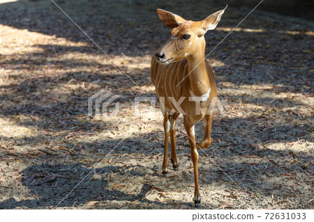The Nyala baby is stay in garden at thailand The Nyala baby is stay in garden at thailand 72631033