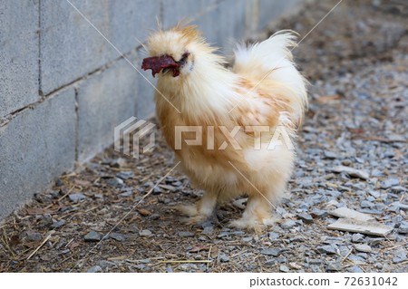The brown Silky Chicken walking in garden at thailand The brown Silky Chicken walking in garden at thailand 72631042