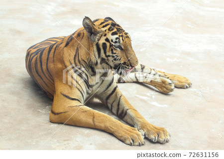 Close up slim tiger on cement floor in thailand 72631156