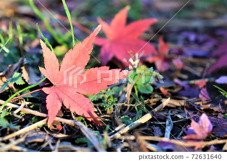 Maple leaves 72631640