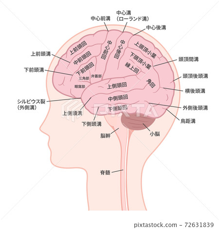 腦部_腦部外表面_名稱_腦循環_腦溝 72631839