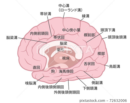 Brain_大腦內表面的插圖_命名 Brain_大腦內表面的插圖_命名 72632006