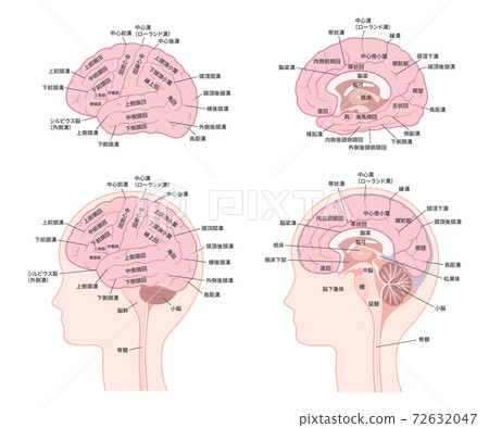 腦名插圖集_腦循環_腦溝 72632047