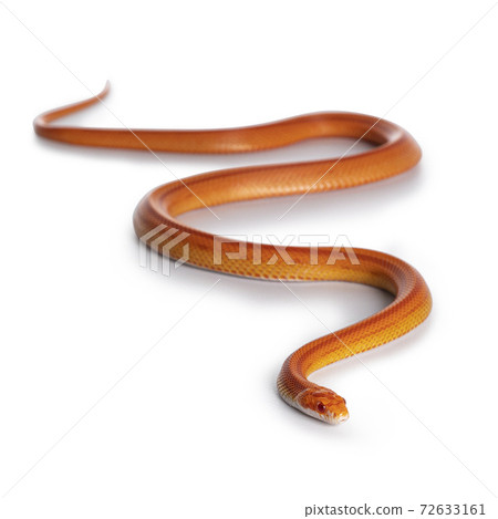Juvinile Cornsnake on white background 72633161