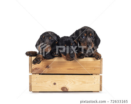 Dachshund pup on white background 72633165
