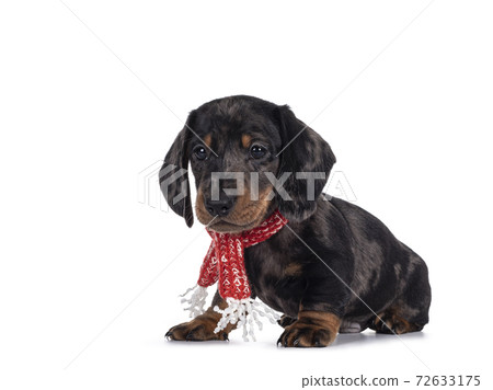 Dachshund pup on white background Dachshund pup on white background 72633175