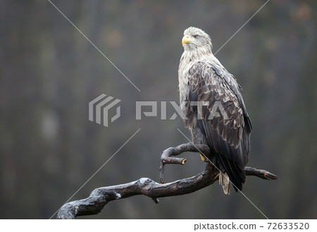 White tailed Eagle (Haliaeetus albicilla) White tailed Eagle (Haliaeetus albicilla) 72633520