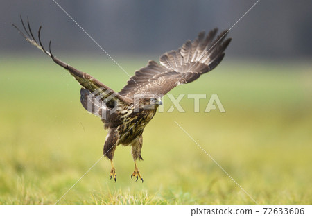 Common buzzard (Buteo buteo) 72633606