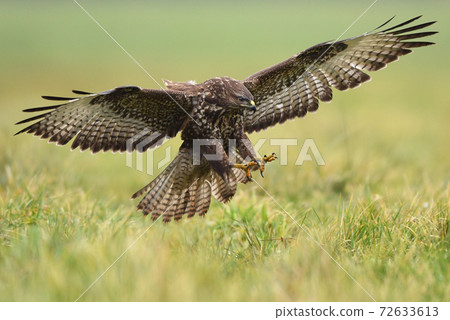 Common buzzard (Buteo buteo) Common buzzard (Buteo buteo) 72633613