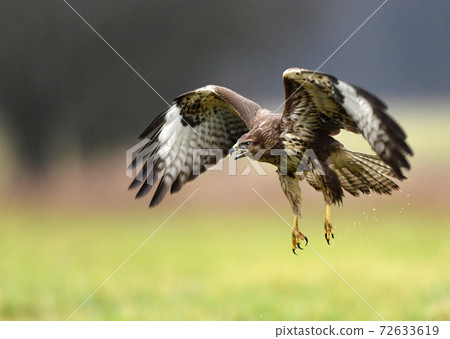 Common buzzard (Buteo buteo) Common buzzard (Buteo buteo) 72633619