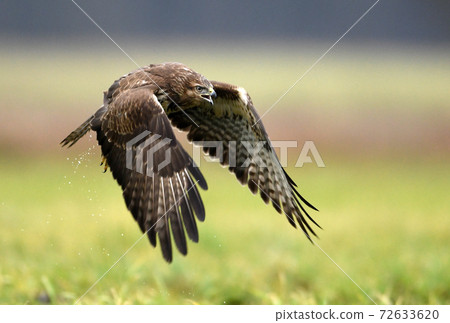 Common buzzard (Buteo buteo) 72633620