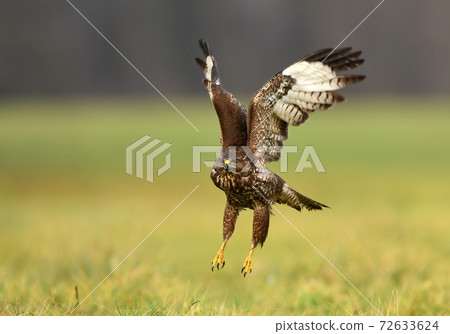 Common buzzard (Buteo buteo) Common buzzard (Buteo buteo) 72633624