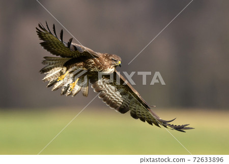 Common buzzard (Buteo buteo) 72633896