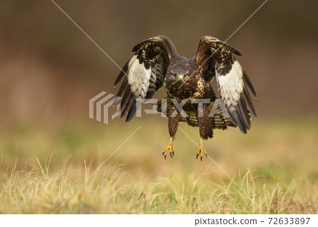 Common buzzard (Buteo buteo) 72633897
