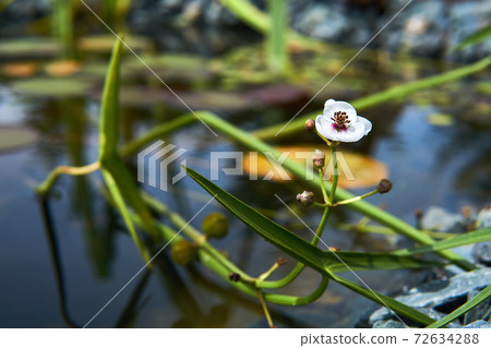 section of a small overgrown pond with flowering arrowhead 72634288