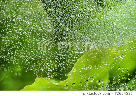 Spider web with some water droplets early in the morning. 72634555