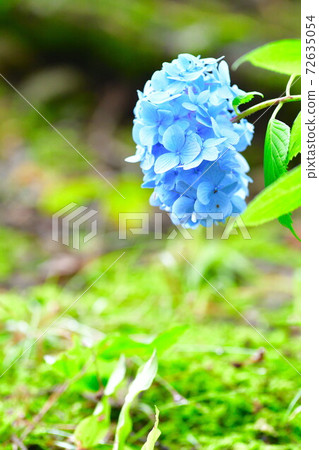 水道山公園的繡球花 新潟縣 照片素材 圖片 圖庫