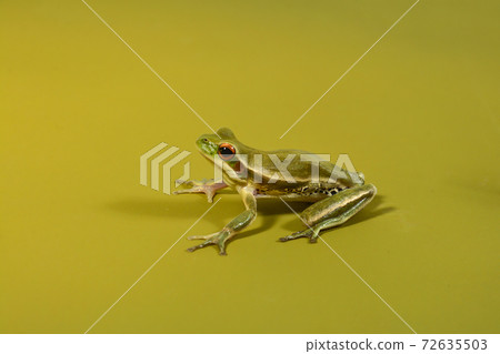 Frog, La Pampa, Argentina 72635503