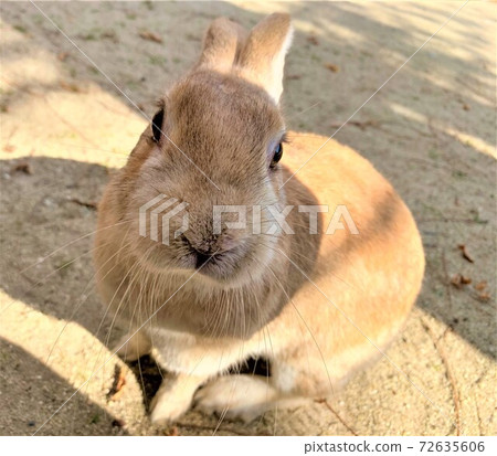 Adorable rabbit Adorable rabbit 72635606