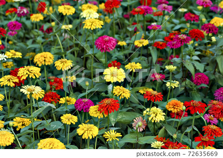 Zinnia in full bloom in a park in Vietnam Zinnia in full bloom in a park in Vietnam 72635669