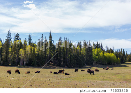 Bison in a meadow in Arizona with green trees Bison in a meadow in Arizona with green trees 72635826