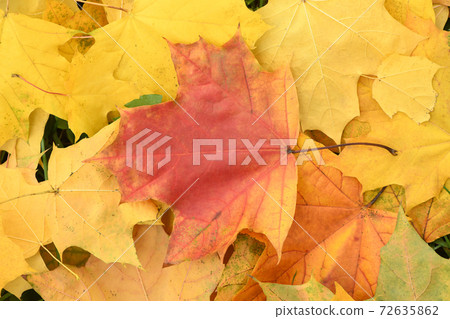 Background of colorful autumn leaves on forest floor Background of colorful autumn leaves on forest floor 72635862