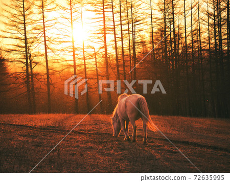 朝日和馬匹 72635995