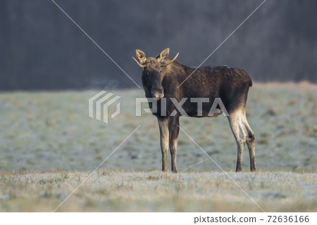 Elk / Moose (Alces alces) 72636166