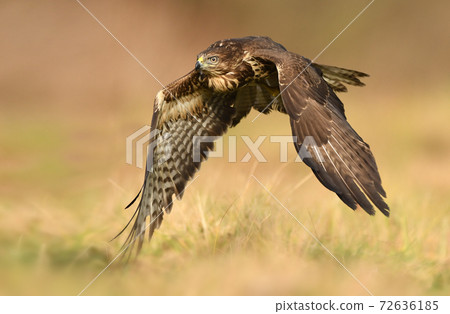 Common buzzard (Buteo buteo) Common buzzard (Buteo buteo) 72636185