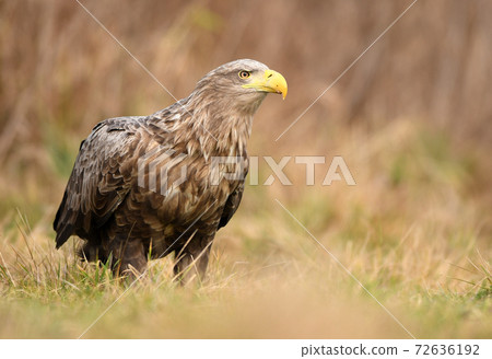 White tailed eagle (Haliaeetus albicilla) White tailed eagle (Haliaeetus albicilla) 72636192