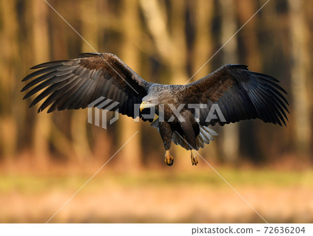 White tailed eagle (Haliaeetus albicilla) 72636204