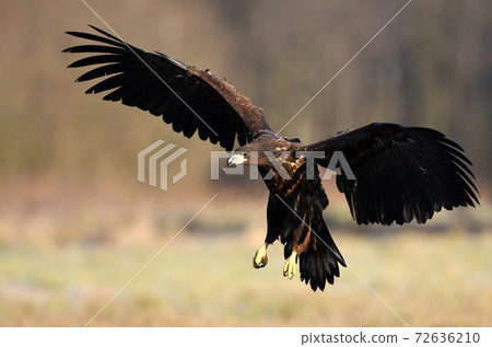 White tailed eagle (Haliaeetus albicilla) White tailed eagle (Haliaeetus albicilla) 72636210