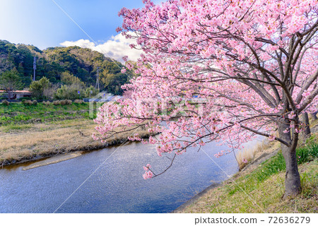 A row of Kawazu cherry trees and the Kawazu River (Kawazu Cherry Blossom Festival) A row of Kawazu cherry trees and the Kawazu River (Kawazu Cherry Blossom Festival) 72636279