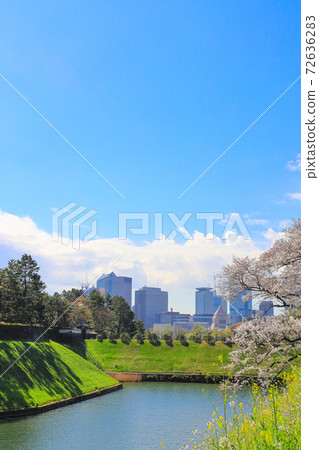 Sakura and Parliament Building_Chidorigafuchi Park Sakura and Parliament Building_Chidorigafuchi Park 72636283